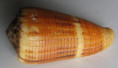 /products/conus-alexisallaryi-1-cossignani-2018-new-specimen/